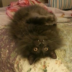 Meet your Posher, Vanessa